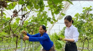 شركة تام داو تغير هيكل محاصيلها سعياً لرفع القيمة السوقية لمنتجاتها الزراعية